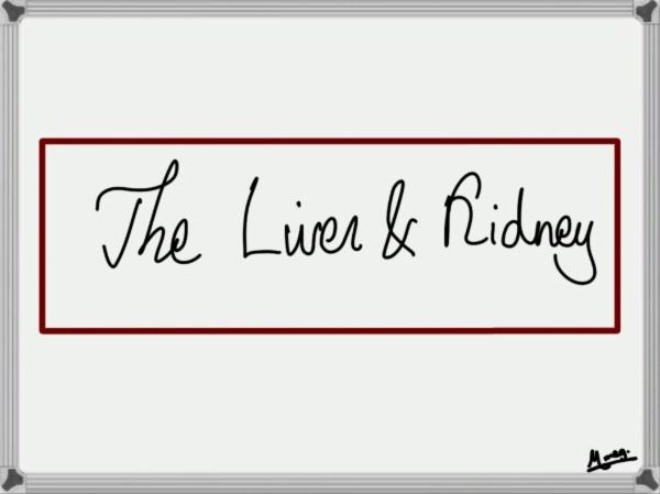 The Liver & Kidney
