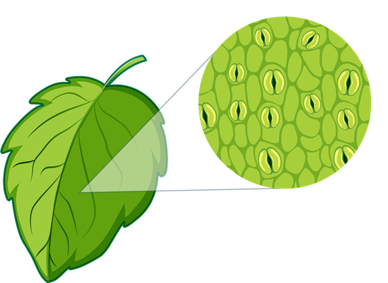 Stomata Diagram