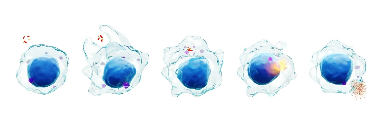 Nutrition in Amoeba