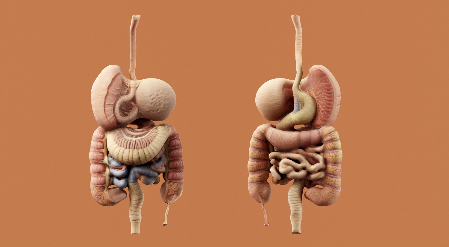 Fellowship in Gastroenterology