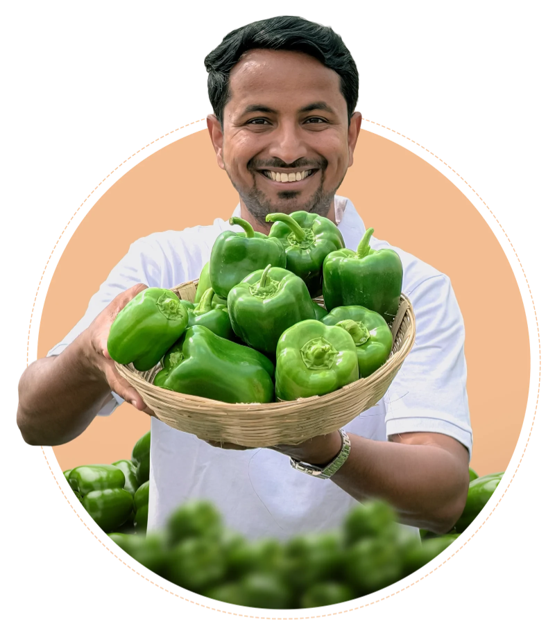 Farmer holding capsicum