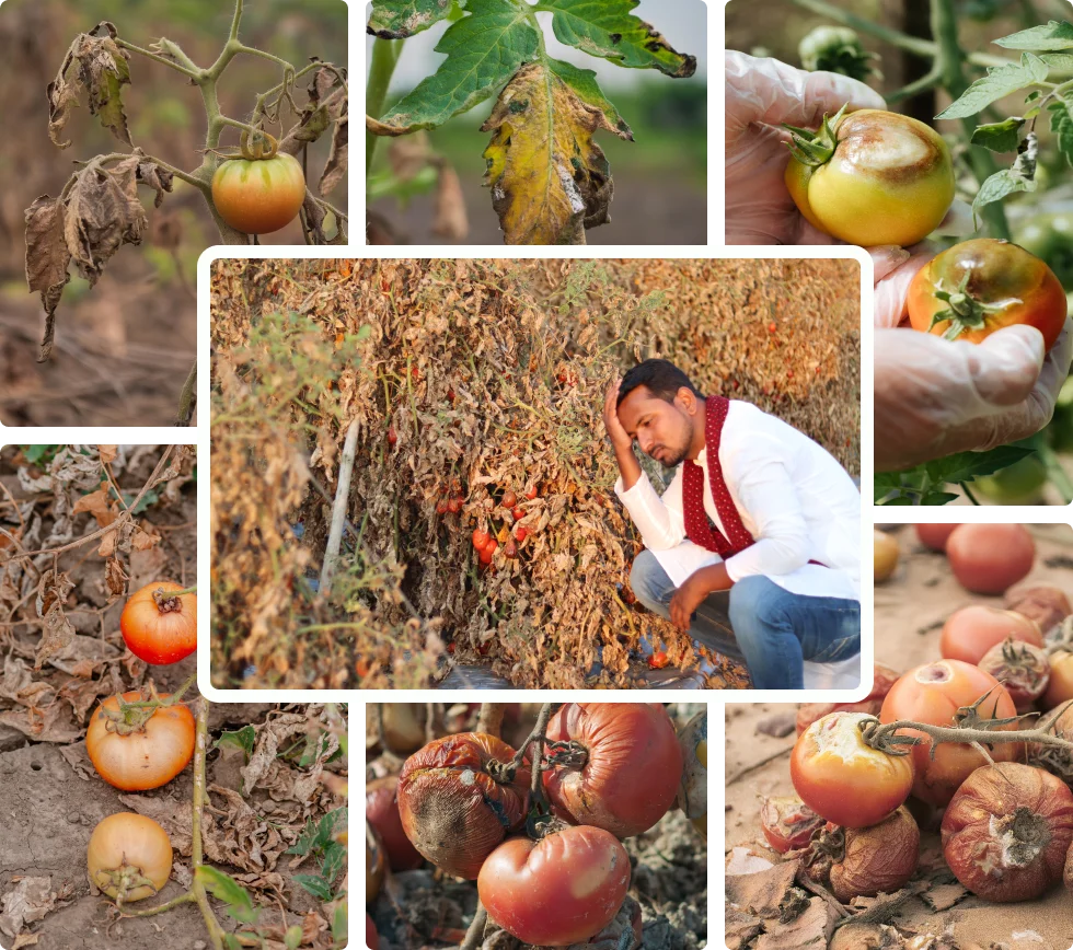 Tomato farming challenges collage