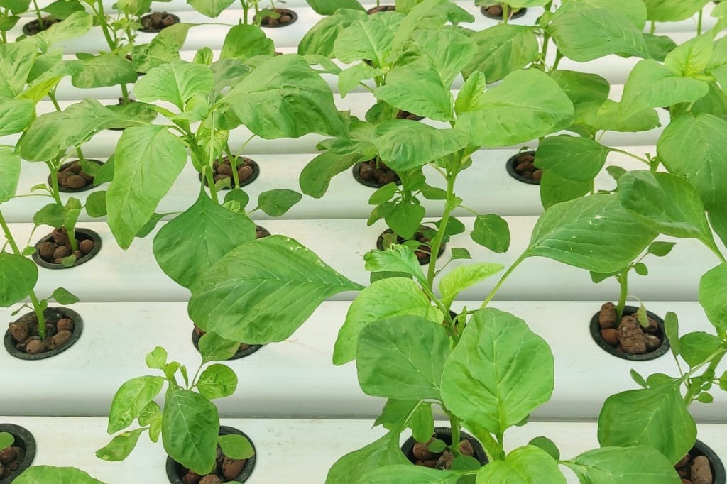 Hydroponics for Beginners