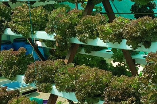 Hydroponics Master Class